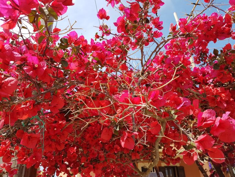 Korfu_Yogaretreat_Blumen_YiY.jpeg